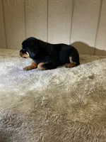 Grace, a female Rottweiler for sale in Millersburg, OH – 6 of 10