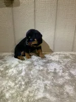 Grace, a female Rottweiler for sale in Millersburg, OH – 3 of 10