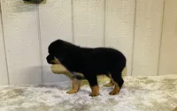 Gypsy, a female Rottweiler for sale in Millersburg, OH – 6 of 10