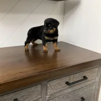 Sasha, a female Rottweiler for sale in Millersburg, OH – Photo 1 of 9