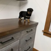 Sasha, a female Rottweiler for sale in Millersburg, OH – Photo 5 of 9