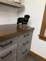 Sasha, a female Rottweiler for sale in Millersburg, OH – Photo 5 of 9