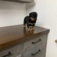 Sasha, a female Rottweiler for sale in Millersburg, OH – Photo 3 of 9