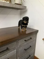 Sasha, a female Rottweiler for sale in Millersburg, OH – Photo 3 of 9