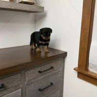 Sasha, a female Rottweiler for sale in Millersburg, OH – Photo 8 of 9