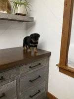 Sasha, a female Rottweiler for sale in Millersburg, OH – Photo 8 of 9