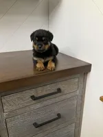 Sasha, a female Rottweiler for sale in Millersburg, OH – Photo 4 of 9