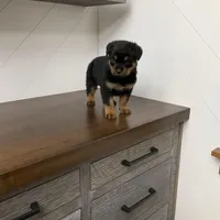 Sasha, a female Rottweiler for sale in Millersburg, OH – Photo 6 of 9