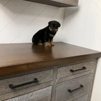 Sasha, a female Rottweiler for sale in Millersburg, OH – Photo 2 of 9