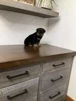 Sasha, a female Rottweiler for sale in Millersburg, OH – Photo 2 of 9