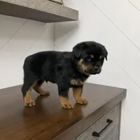 Sasha, a female Rottweiler for sale in Millersburg, OH – Photo 7 of 9