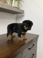 Sasha, a female Rottweiler for sale in Millersburg, OH – Photo 7 of 9