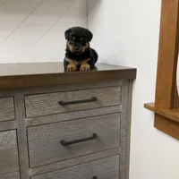 Sasha, a female Rottweiler for sale in Millersburg, OH – Photo 9 of 9