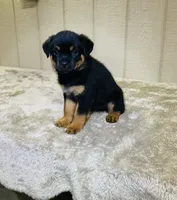 Gypsy, a female Rottweiler for sale in Millersburg, OH – 2 of 10