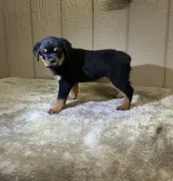 Gia, a female Rottweiler for sale in Millersburg, OH – 7 of 10