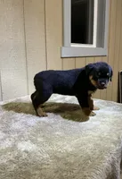Grace, a female Rottweiler for sale in Millersburg, OH – 1 of 10