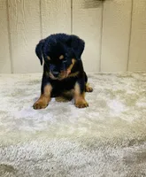 Gemma, a female Rottweiler for sale in Millersburg, OH – 4 of 10