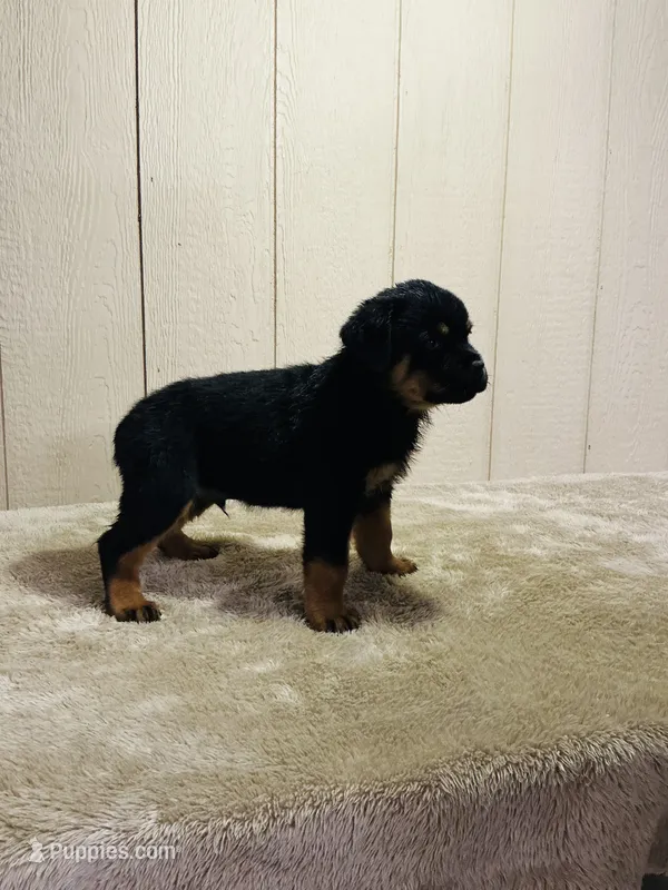Gunnar – Rottweiler puppy for sale in Millersburg, OH