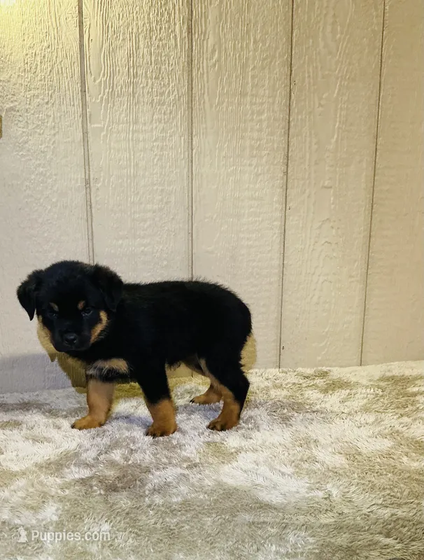 Gypsy – Rottweiler puppy for sale in Millersburg, OH