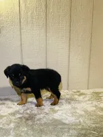 Gypsy, a female Rottweiler for sale in Millersburg, OH – 1 of 10