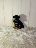 Gus, a male Rottweiler for sale in Millersburg, OH – 6 of 8