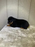 Grace, a female Rottweiler for sale in Millersburg, OH – 5 of 10