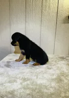 Gypsy, a female Rottweiler for sale in Millersburg, OH – 8 of 10
