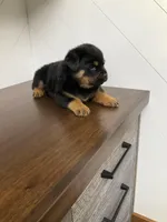 Deuce, a male Rottweiler for sale in Millersburg, OH – Photo 1 of 8