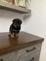 Deuce, a male Rottweiler for sale in Millersburg, OH – Photo 8 of 8