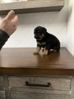 Deuce, a male Rottweiler for sale in Millersburg, OH – Photo 5 of 8