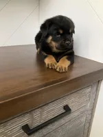 Deuce, a male Rottweiler for sale in Millersburg, OH – Photo 2 of 8