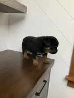 Deuce, a male Rottweiler for sale in Millersburg, OH – Photo 7 of 8