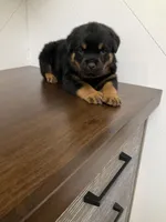 Deuce, a male Rottweiler for sale in Millersburg, OH – Photo 3 of 8