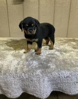 Gia, a female Rottweiler for sale in Millersburg, OH – 5 of 10