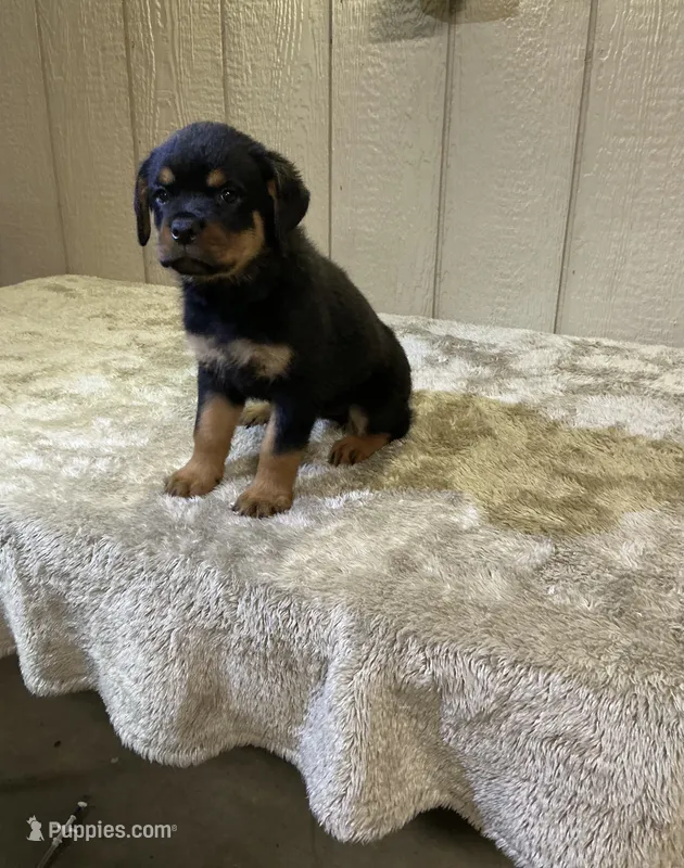 Gia – Rottweiler puppy for sale in Millersburg, OH