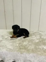 Gunnar, a male Rottweiler for sale in Millersburg, OH – 6 of 9