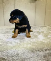 Gemma, a female Rottweiler for sale in Millersburg, OH – 9 of 10