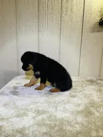 Gypsy, a female Rottweiler for sale in Millersburg, OH – 3 of 10