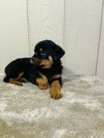 Gus, a male Rottweiler for sale in Millersburg, OH – 4 of 8