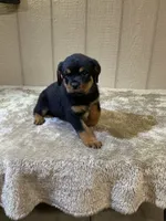 Gia, a female Rottweiler for sale in Millersburg, OH – 6 of 10
