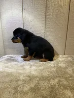 Gia, a female Rottweiler for sale in Millersburg, OH – 10 of 10