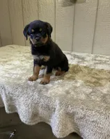 Gia, a female Rottweiler for sale in Millersburg, OH – 2 of 10