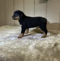 Gia, a female Rottweiler for sale in Millersburg, OH – 9 of 10