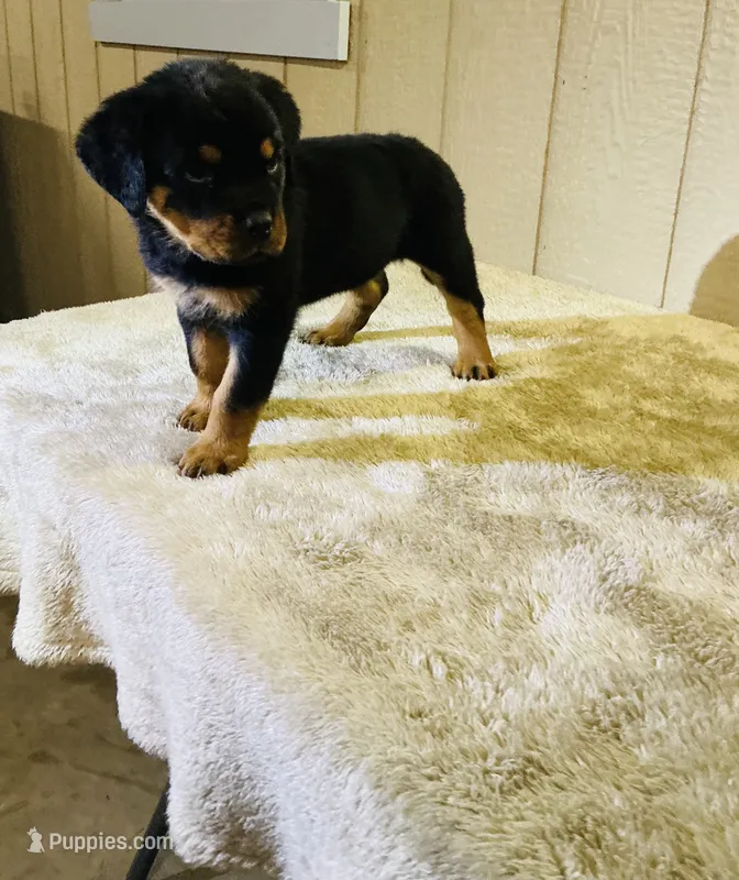 Gemma – Rottweiler puppy for sale in Millersburg, OH