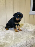 Gemma, a female Rottweiler for sale in Millersburg, OH – 8 of 10