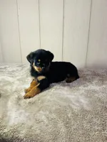 Gus, a male Rottweiler for sale in Millersburg, OH – 7 of 8