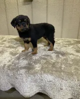 Gia, a female Rottweiler for sale in Millersburg, OH – 8 of 10