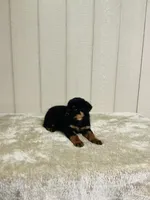 Gunnar, a male Rottweiler for sale in Millersburg, OH – 3 of 9