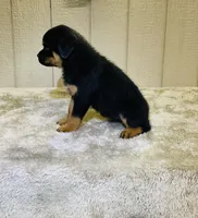 Gypsy, a female Rottweiler for sale in Millersburg, OH – 9 of 10