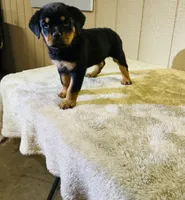 Gemma, a female Rottweiler for sale in Millersburg, OH – 6 of 10